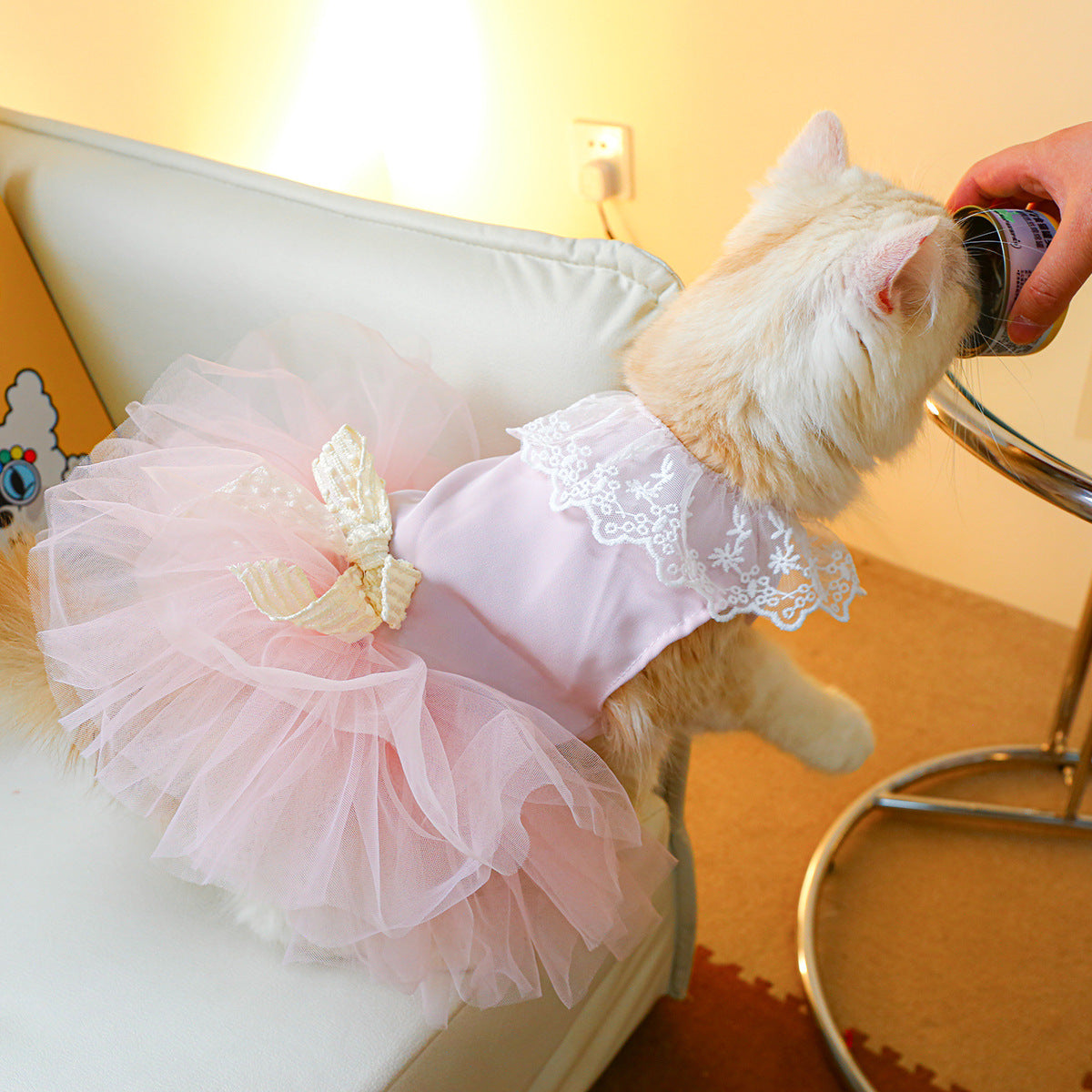 Why Your Cat Deserves the Lace Cat Clothing